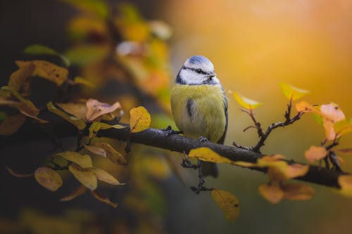 A Bird Perched on Tree Branch with Autumn Leaves