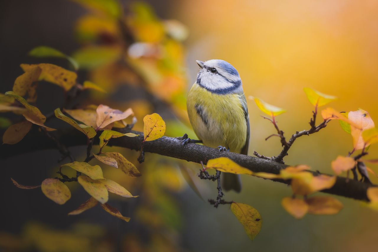 beautiful eurasian blue tit on a branch with vibrant autumn leaves
