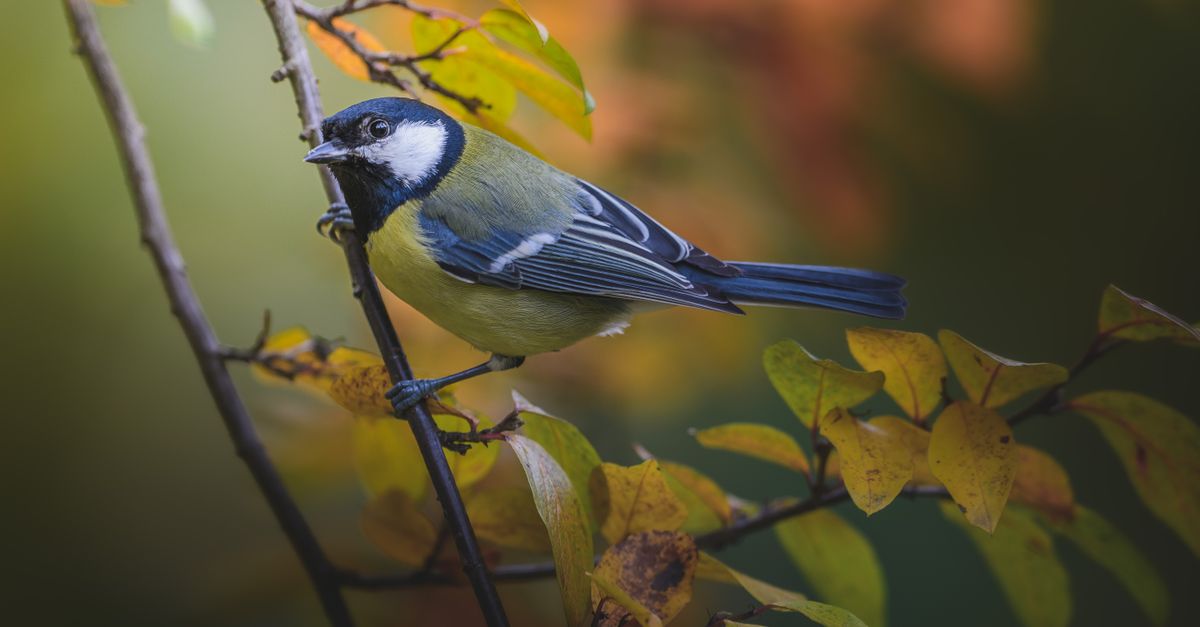 Por qué el canto de las aves influye en la calma y el bienestar emocional Por qué el canto de las aves influye en la calma y el bienestar emocional