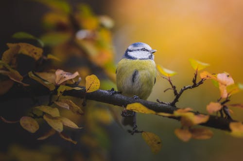 A Eurasian Blue Tit on a Branch 