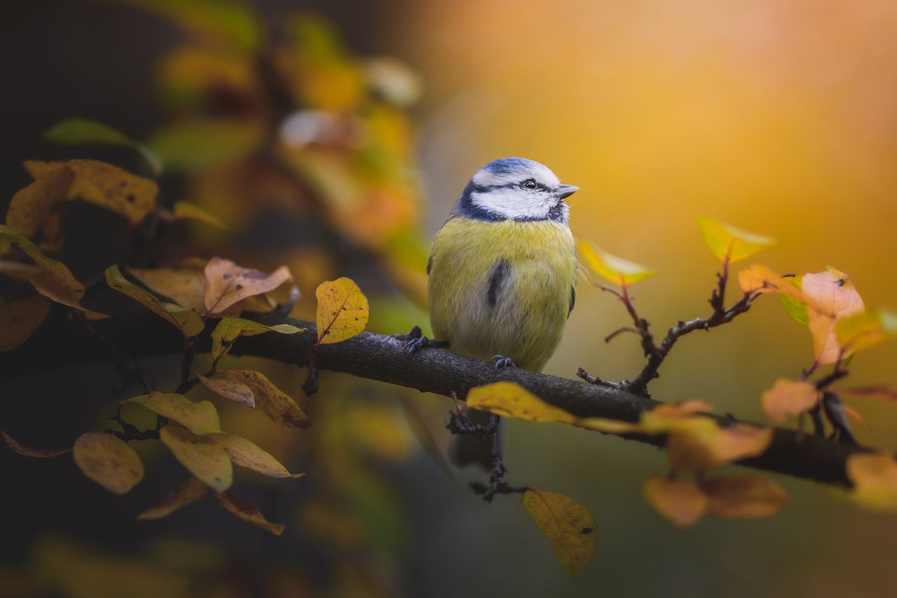 close up of a eurasian blue tit perched on a branch with autumn leaves