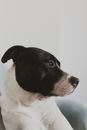 Black and White Short Coated Dog