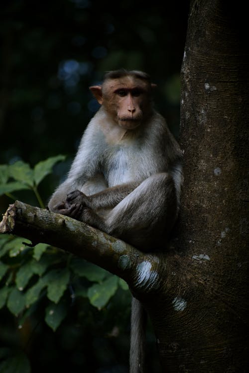 Gratis Immagine gratuita di scimmia, scimmie Foto a disposizione