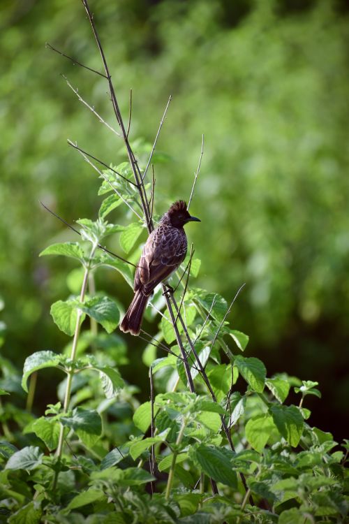 Free A beautiful bird perched on a twig amidst lush green foliage, captured in natural light. Stock Photo