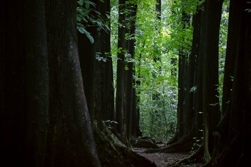 Free Immagine gratuita di alberi, alberi forestali, alberi grandi Stock Photo