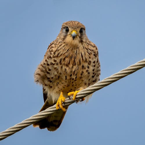 A Kestrel Perched on a Cable