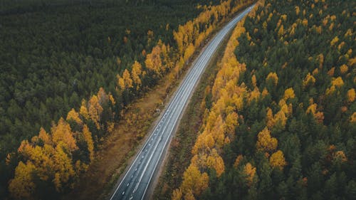 Kostnadsfri bild av asfaltväg, barrträd, drönarbilder