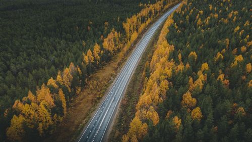 Free Drone shot of an empty asphalt road surrounded by autumn trees in a coniferous forest. Stock Photo