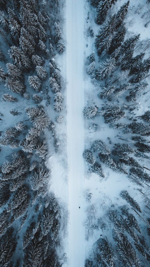 Free Aerial view of a snow-covered road surrounded by a winter forest of conifer trees, depicting a serene winter scene. Stock Photo