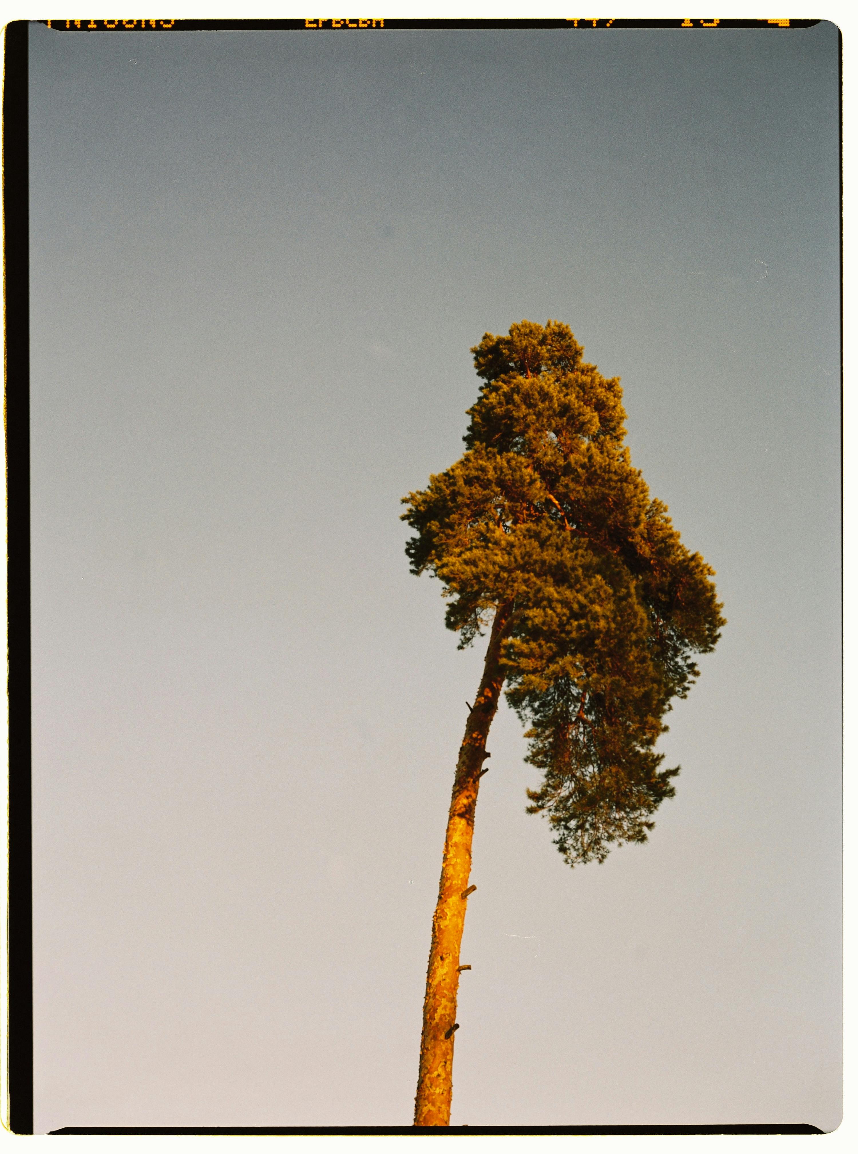A solitary tall pine tree set against a clear sky in Moscow, Russia.