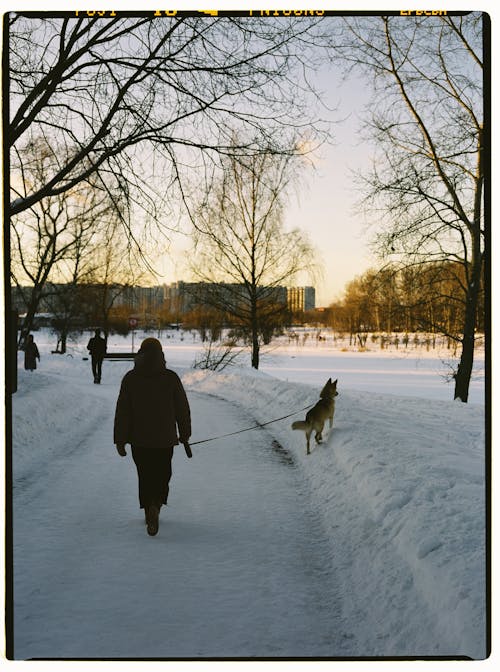 Free Person Walking His Dog on Snow Covered Pathway Stock Photo