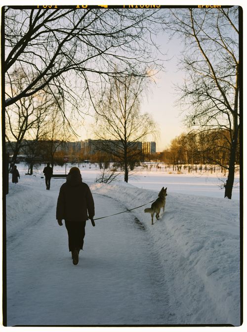 Free A person walking a dog on a snowy path in a Moscow park during winter, with bare trees and buildings in the background. Stock Photo