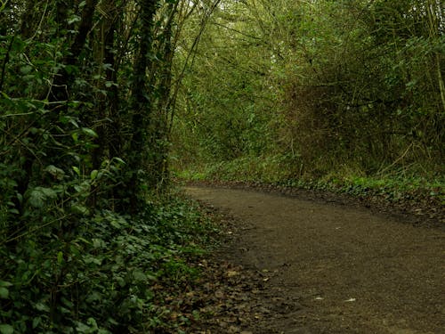 Foto profissional grátis de árvores, caminho, floresta