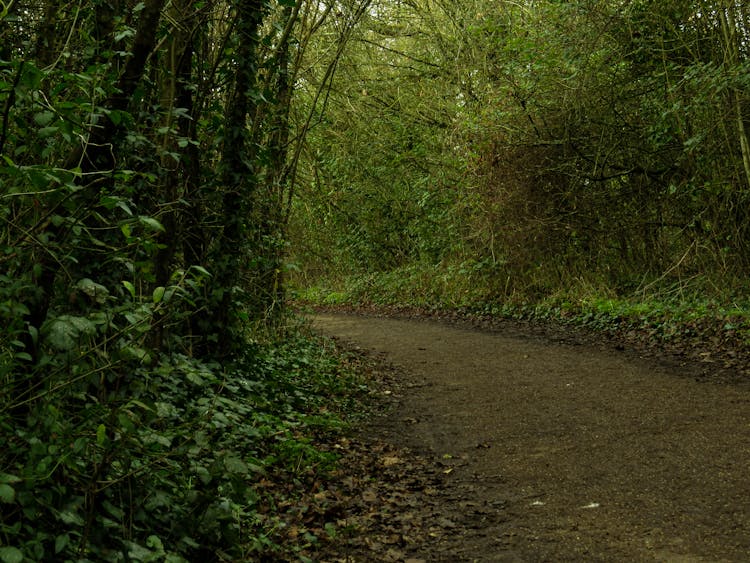 A Path In The Forest 