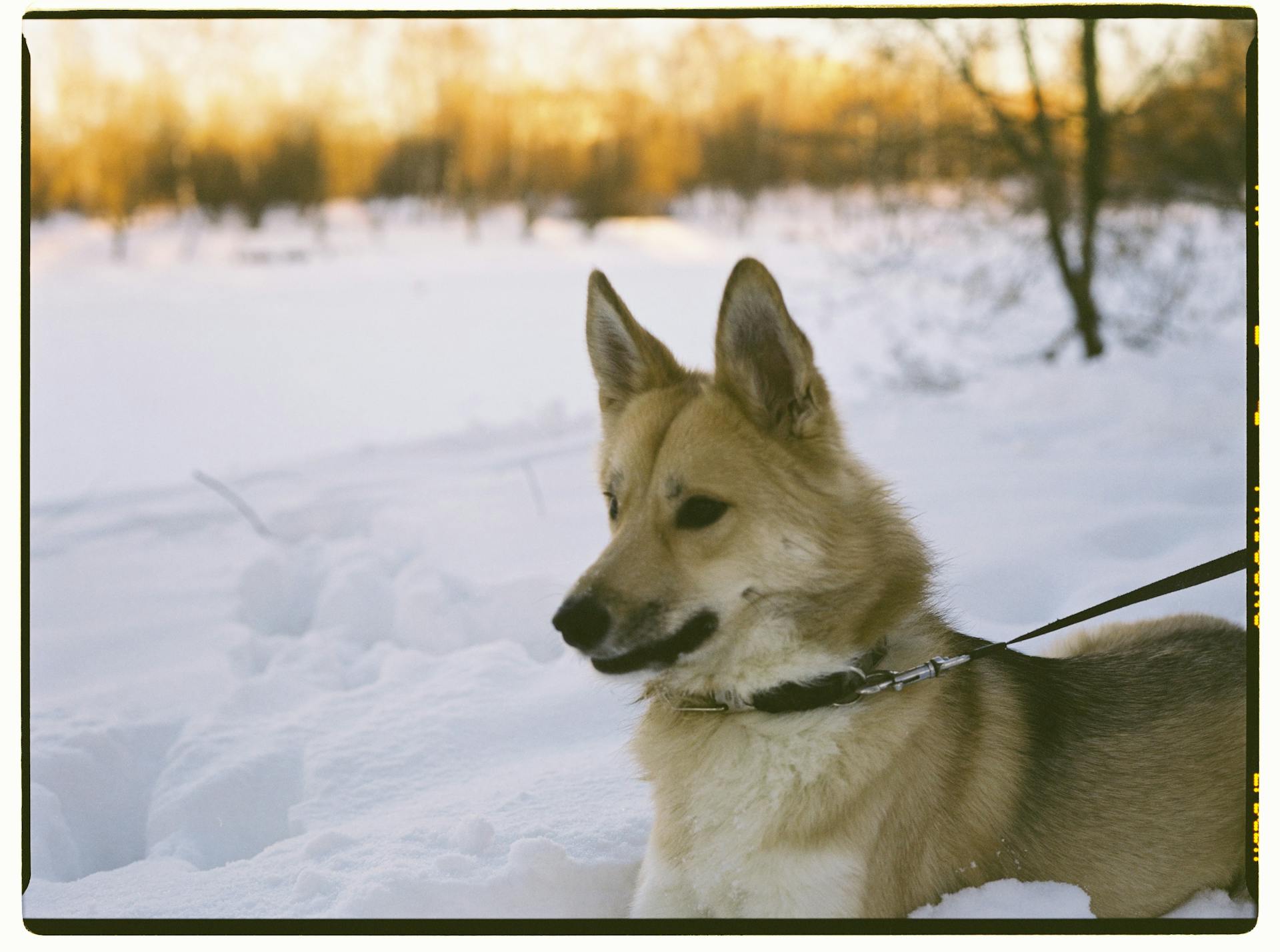 Isländsk fårhund, närbild