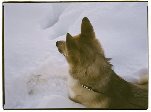 Brown Dog Sitting on Snow Covered Ground