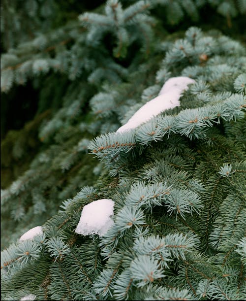 Snow Hanging on Spruce Needle Leaves