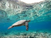 令人惊叹的水下镜头，展示了一只海龟在清澈的夏威夷水域中优雅地游泳