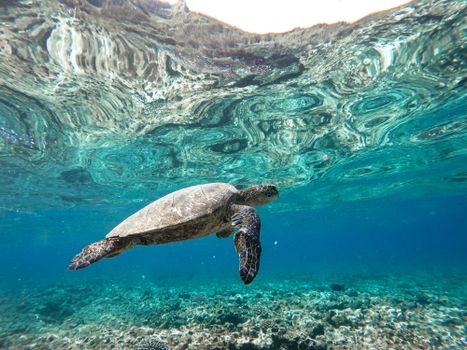 Stunning underwater shot of a sea turtle swimming gracefully in clear Hawaiian waters.