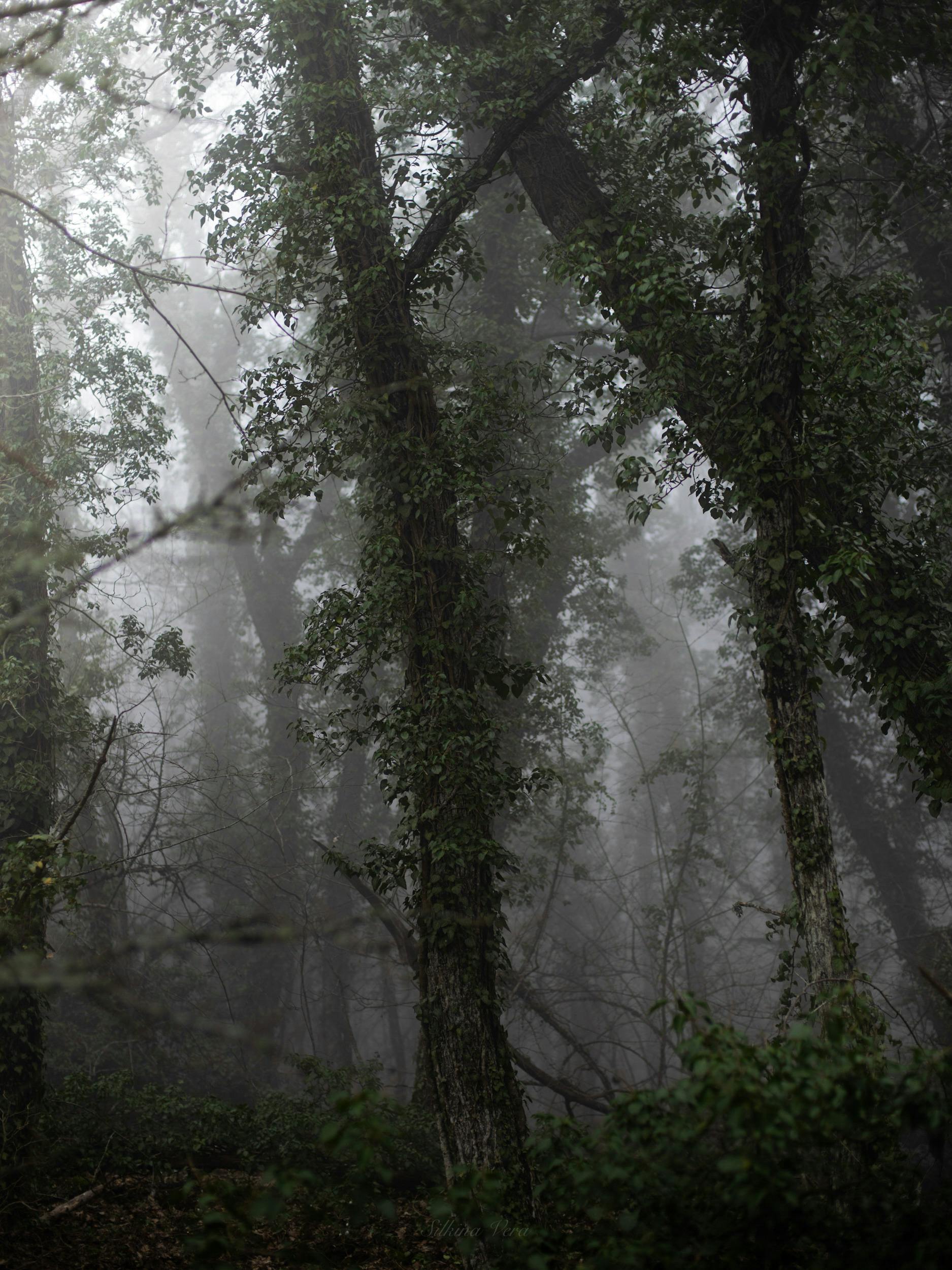 Fantasy Forest Photos, Download The BEST Free Fantasy Forest Stock