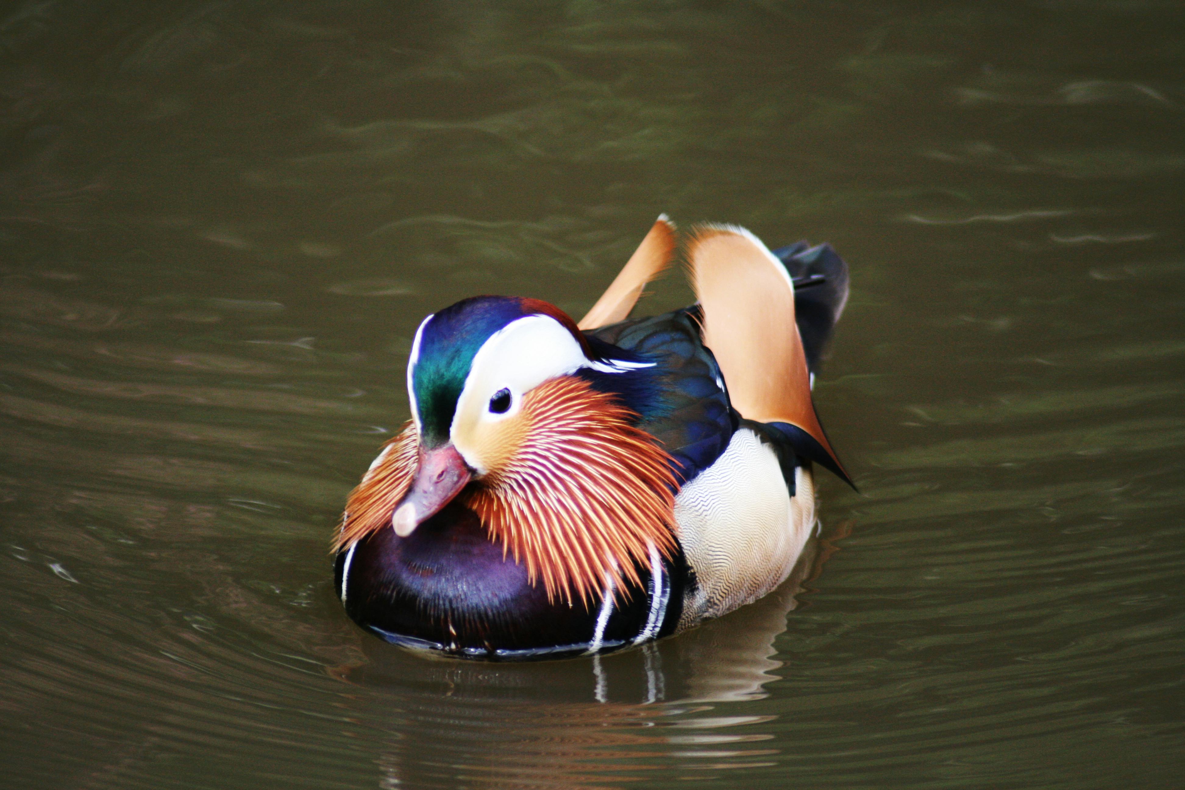 Free stock photo of duck, duck pond, mandarin duck