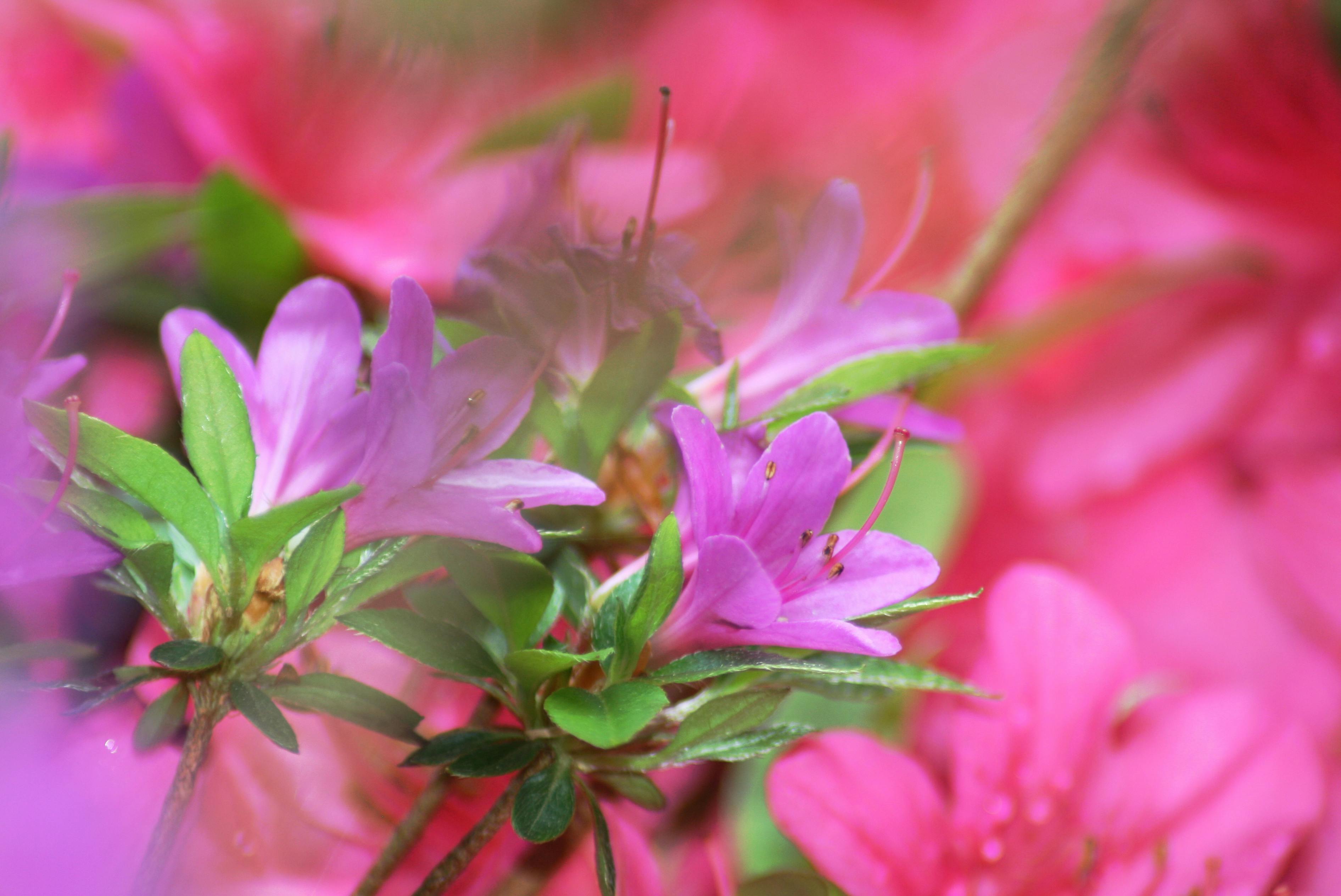 Free stock photo of bush, flowers, pink flowers