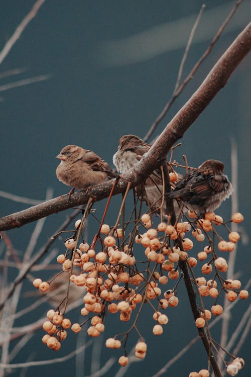 Three House Sparrows Perched on Tree Branch