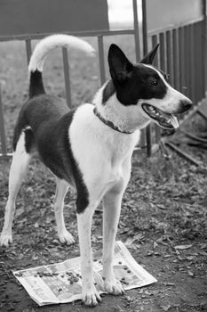 Monochrome image of a Jack Russell Terrier standing outdoors with a newspaper.