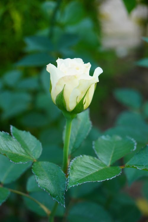 White Rose in Close Up Photography