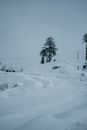 Tree Near a Fence on Snow Covered Ground