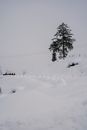 A Tree on Snow Covered Grass