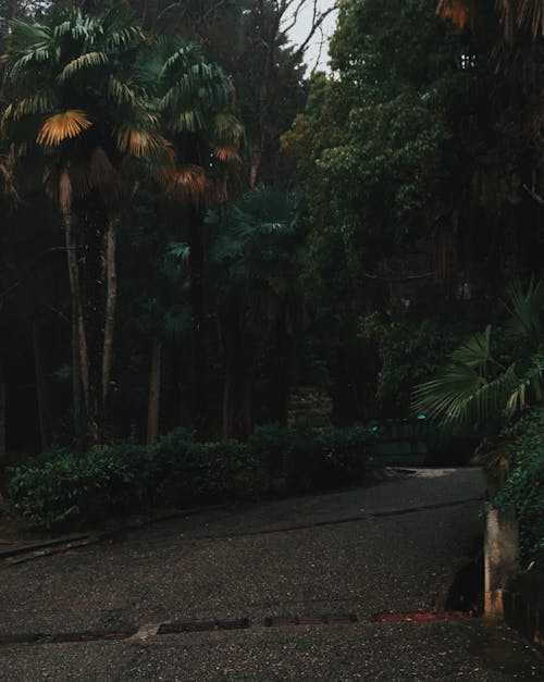 Empty Road in Tropical Forest