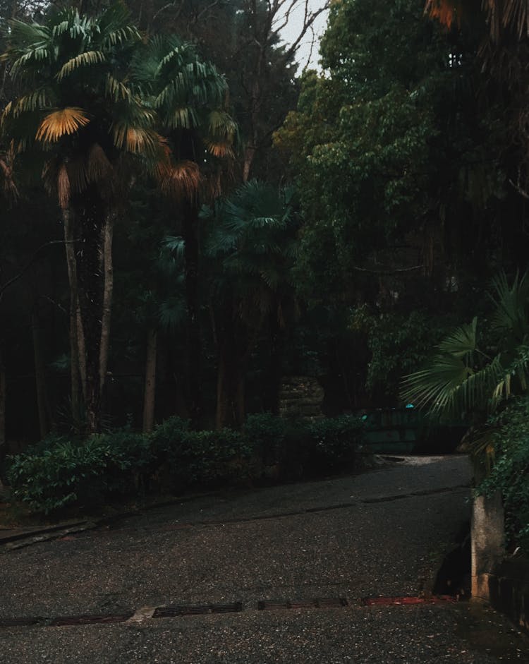 Empty Road In Tropical Forest