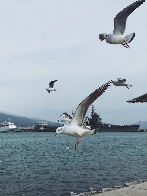 Seagulls Flying over the Sea