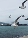 Free stock photo of beach, bird, flight