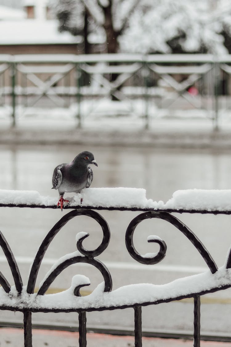 Pigeon On Fence In Winter