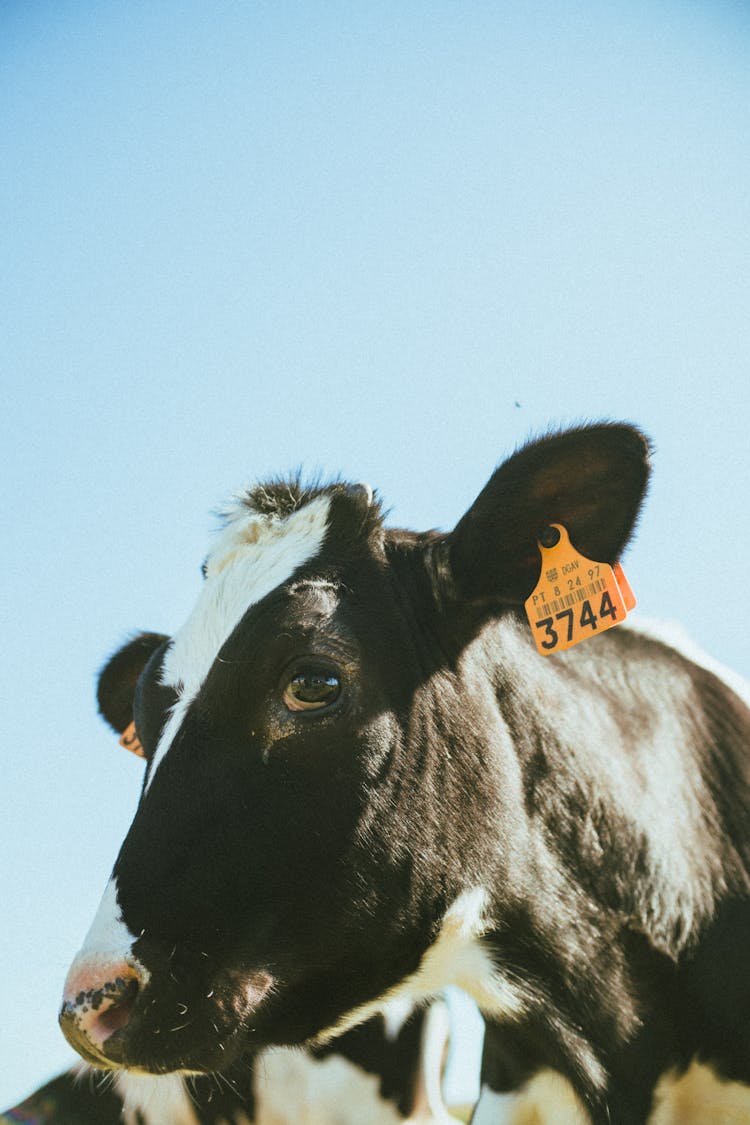 Close Up Of Cow Head