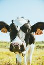 A Cow with Ear Tags