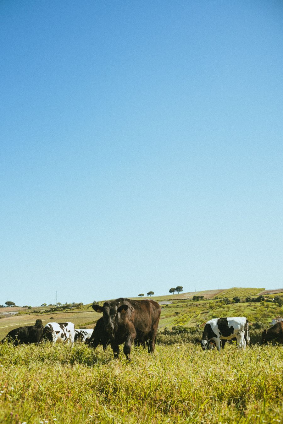 Rebaño de vacas bajo cielo despejado