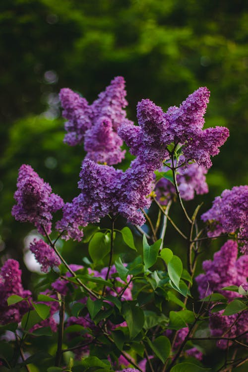 無料 紫の花びらの花フコス 写真素材
