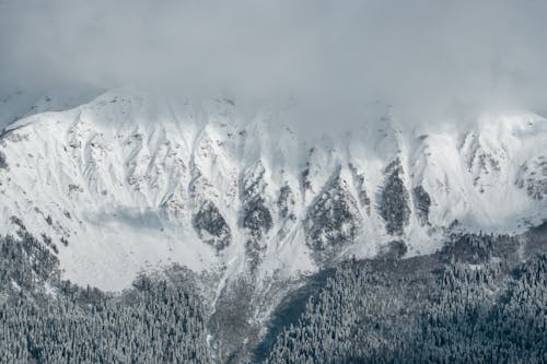 Gratis stockfoto met berg, bomen, Bos