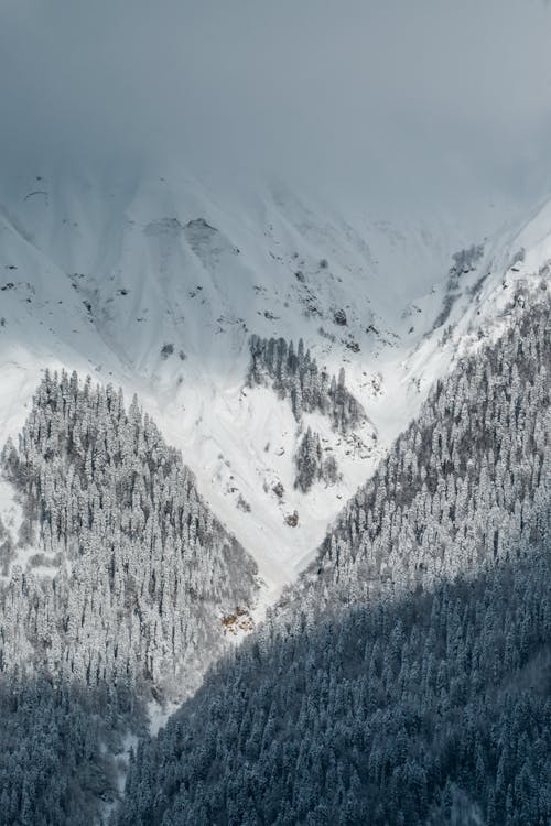 Gratis stockfoto met berg, berghelling, bomen