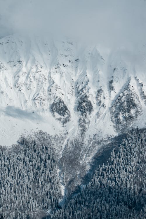 Gratis stockfoto met bomen, Bos, met sneeuw bedekte berg