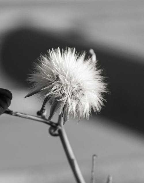 Free 
A Grayscale of a Common Dandelion Stock Photo