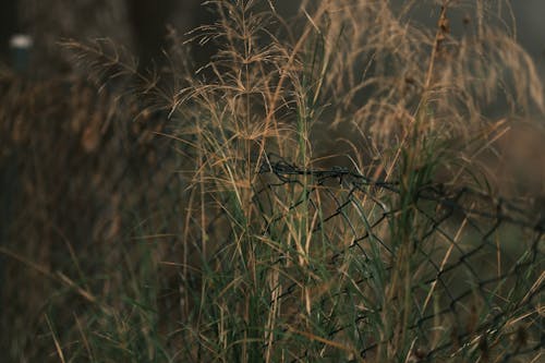 
A Close-Up Shot of Grass and Wire Mesh Fence