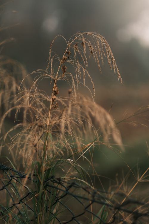 Free A moody close-up of dry grass near a fence, captured in a misty outdoor setting. Stock Photo