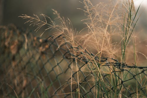 
A Close-Up Shot of Grass and Wire Mesh Fence
