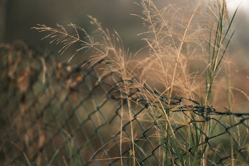 Foto d'estoc gratuïta de herba, malla metàl·lica, practicar esgrima