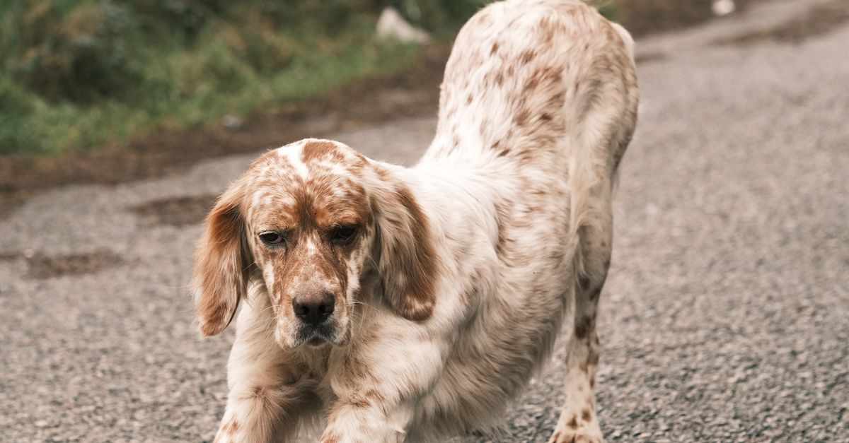 Arch Back Dog Arch back dog: English Setter stretching on a country road with its back curved