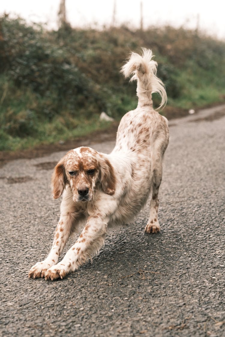  Shot, 

A Dog Stretching